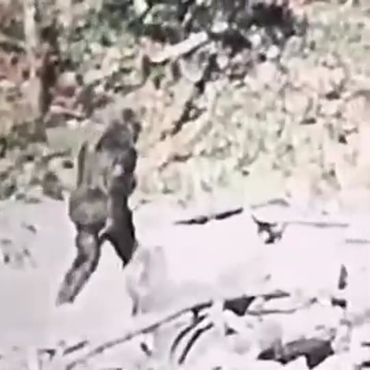 Extracted source frame at 3.725 seconds