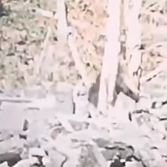 Extracted source frame at 11.175 seconds