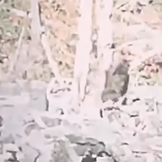 Extracted source frame at 12.665 seconds
