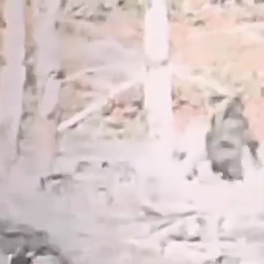 Extracted source frame at 17.135 seconds